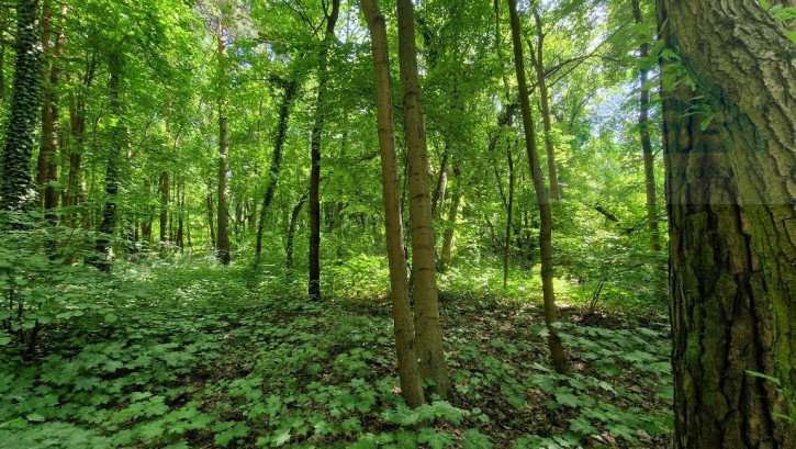 Działka Sprzedaż Konstancin-Jeziorna Uzdrowiskowa 4