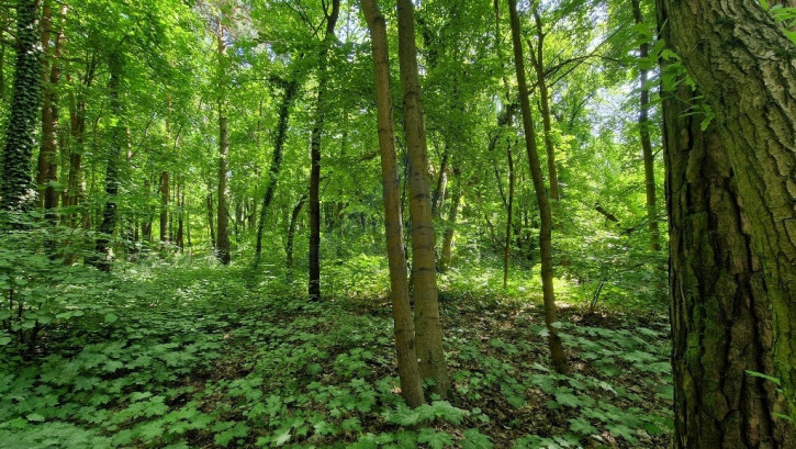 Działka Sprzedaż Konstancin-Jeziorna Uzdrowiskowa 6