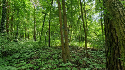 Działka Sprzedaż Konstancin-Jeziorna Uzdrowiskowa